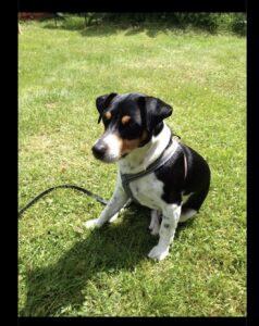 Vår Jack Russel, Zeth