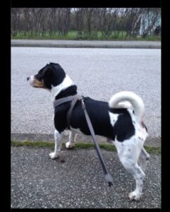 Vår Jack Russel, Zeth